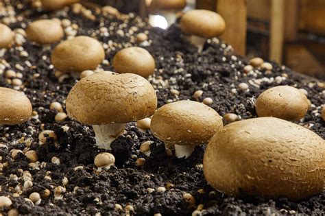 how to grow mushrooms from mushrooms|How to Grow Mushrooms: 6 Popular Mushrooms to .